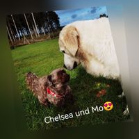 Chelsea und Mo Hundewiese An Boerns Soll