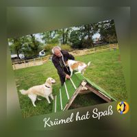Kr&uuml;mel und Udo haben Spa&szlig; Hundewiese An Boerns Soll